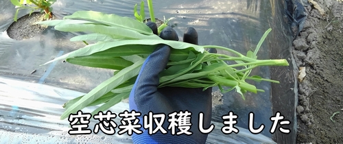 空芯菜の育て方 摘心と収穫 有機栽培でおいしい野菜作り