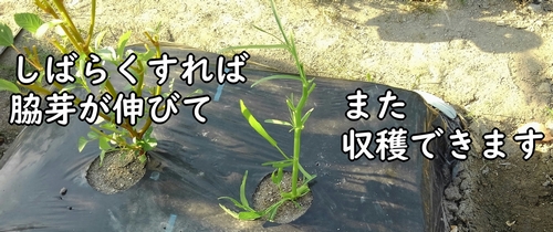 収穫後の空芯菜の株