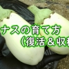 White eggplant harvest time (Growing eggplant in garden)：Eggplant growing guide