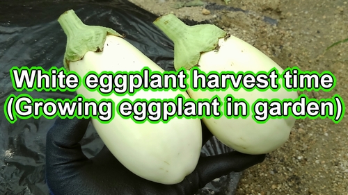 White eggplant harvest time