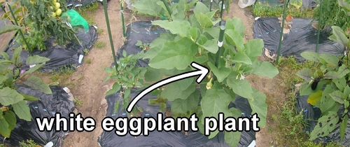 The white eggplant plant that has reached the harvest time