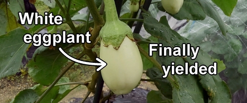 The white eggplant fruits to be harvested from now on