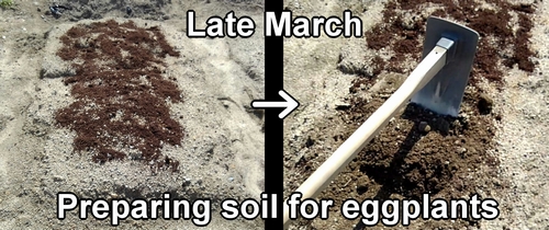 Preparing soil for eggplants