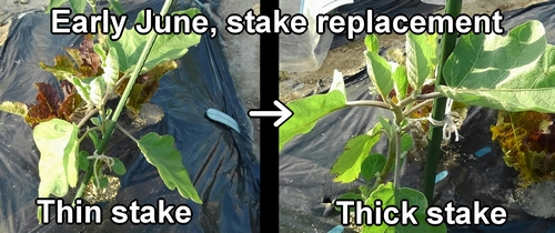 Eggplant stake replacement