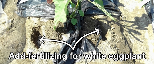 Applying chicken manure as a additional fertilizing for the white eggplants