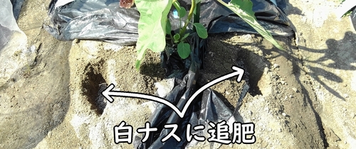 なす（白ナス）に鶏糞を追肥