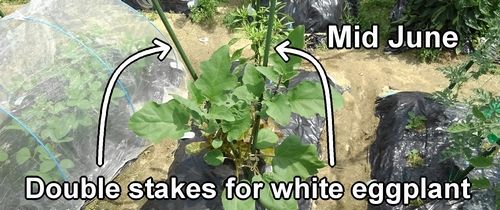 Prune eggplant stems (Double stakes for white eggplants)