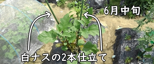 なすの整枝（白ナスの2本仕立て）