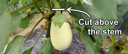 Eggplants are harvested by cutting above the stem