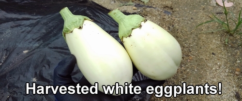 Harvested white eggplants