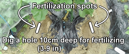 Additional fertilizing locations for white eggplants