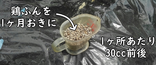 追肥には有機肥料の鶏糞を使う