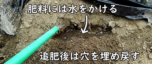 追肥した鶏糞には水をかける