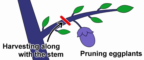 Pruning eggplants
