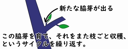 側枝の実は枝ごと収穫する