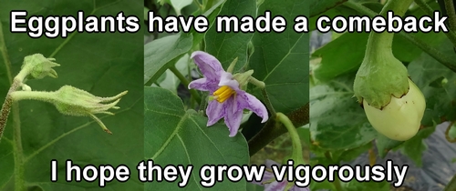 White eggplant buds, flowers, and fruits