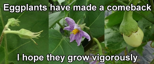 White eggplant buds, flowers, and fruits