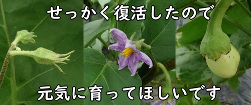 白ナスの蕾と花と実