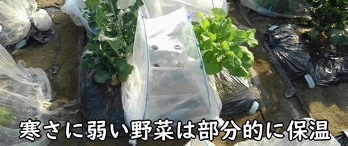 寒さに弱い野菜はトンネルで保温