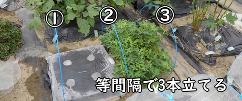 畝に等間隔で3本立てる