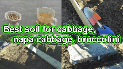 Best soil for cabbage, Chinese cabbage, and broccolini