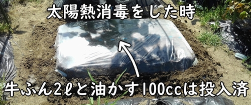 牛糞堆肥と油かす100ccは既に投入済