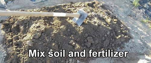 Mix organic fertilizer into the soil
