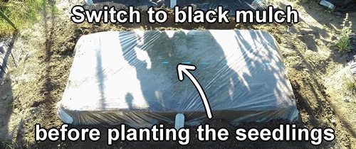 Switch from transparent mulch to black mulch before planting the seedlings