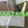 Daikon radish growing (Best soil for daikon radishes) – How to grow Japane