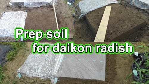 Daikon radish growing (Prep soil for Japanese white radish)