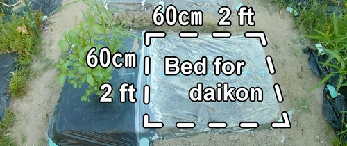 Bed for daikon radish