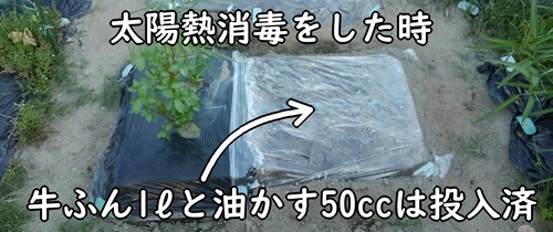 牛糞堆肥と油かす50ccは太陽熱消毒の時に投入済