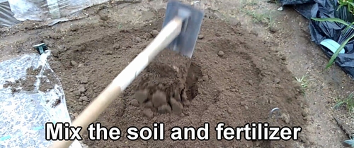 Mix organic fertilizer into the soil