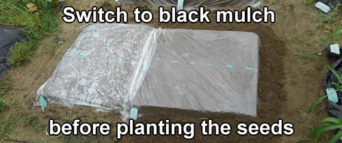 Switch from transparent mulch to black mulch before planting the seeds