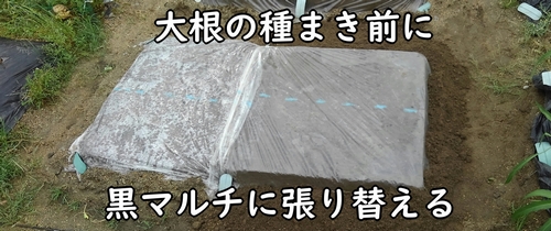 透明マルチは、大根の種まき前に張り替える