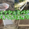 ラディッシュとパクチーの土作り