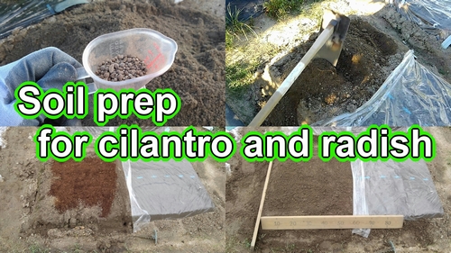 Soil preparation for cilantro and radishes