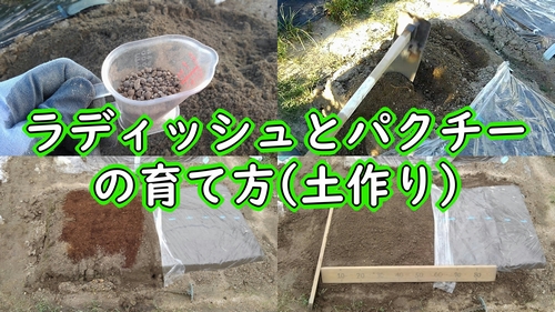 二十日大根とパクチー（コリアンダー）の土作り