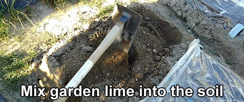 Mix garden lime into the soil