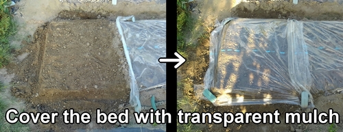 Cover the bed with transparent mulch