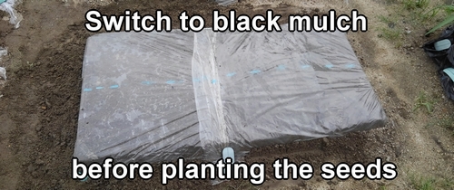 Switch from transparent mulch to black mulch before planting the seeds