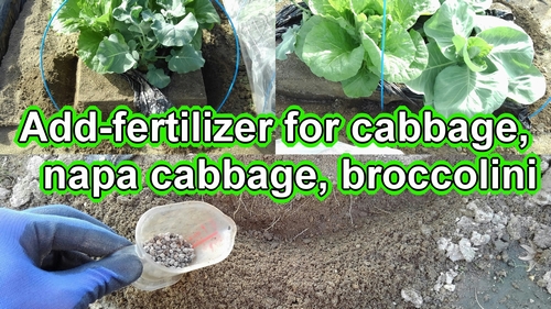 Best fertilizer for winter cabbage plant, chinese cabbage, and broccolini