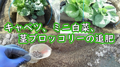 キャベツとミニ白菜と茎ブロッコリーの追肥