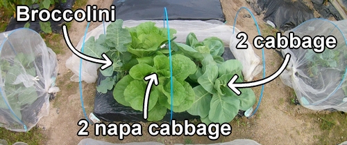 The bed for cabbage, napa cabbage, and broccolini