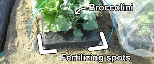The fertilizing spots for broccolini