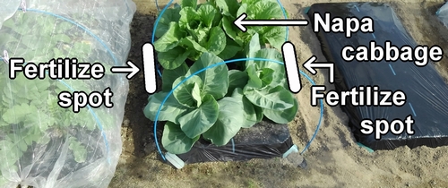 The fertilizing spots for chinese cabbage
