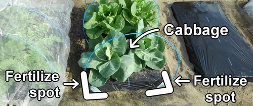 The fertilizing spots for cabbage