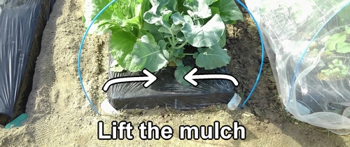 Turn over the mulch