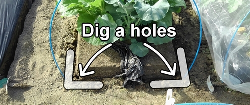 Dig a holes