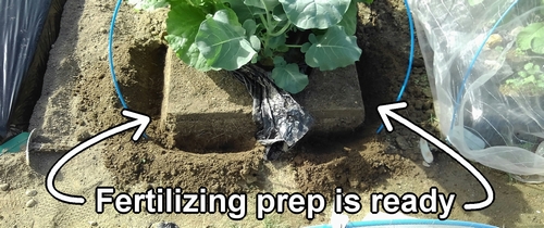 Fertilizing preparation for broccolini is ready